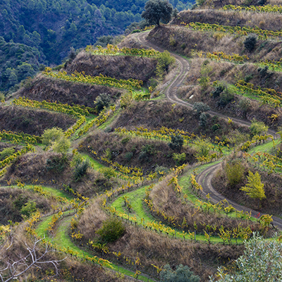 Priorat Wine