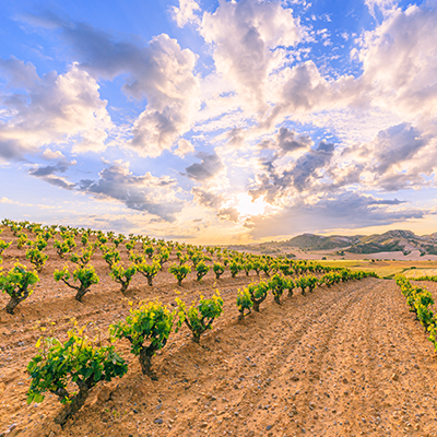 Rioja Wine