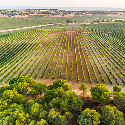 Toro Wine